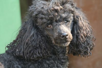 Bosco
Keywords: Dogs