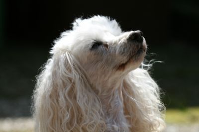 Lady
Keywords: Dogs