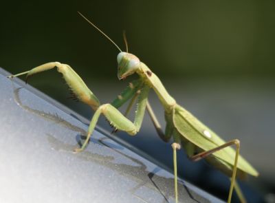 Praying Mantis
Mantis religiosa, referred to as the European mantis 
Keywords: Mantis