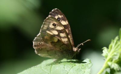 Wood butterfly
The Speckled Wood (Pararge aegeria) 
Keywords: Butterfly