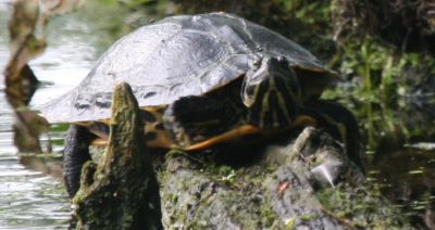 Terrapin
Now resident in Holland.
Keywords: Turtle