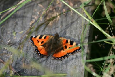Small Tortoiseshell Butterfly
The Small Tortoiseshell (Nymphalis urticae)
Keywords: Butterfly