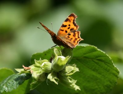 Comma
Polygonia c-album, known in the UK as the Comma
Keywords: Butterfly