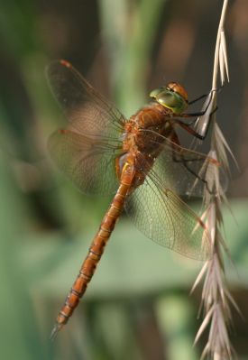 Brown Dragonfly
Keywords: Dragonfly