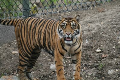 Tiger
(Panthera tigris) 
Keywords: Cat