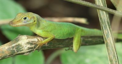 Gecko
Keywords: Lizard
