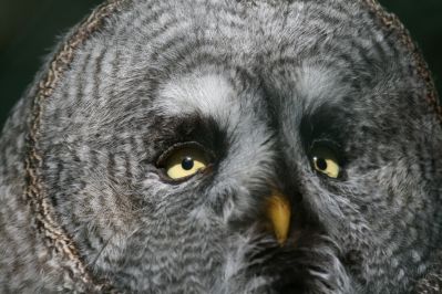 Great Gray Owl
Great Gray Owl
Keywords: Birds