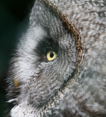 Great Gray Owl
This was taken while visiting Burgers Zoo near Arnhem in the Netherlands (Holland).
Great Gray Owl
(Strix nebulosa) 

Keywords: Birds