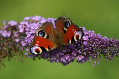 Peacock (butterfly)
European Peacock butterfly (Inachis io)
Keywords: Butterfly