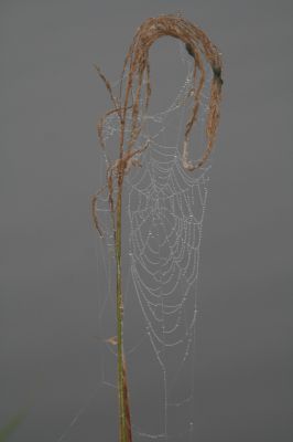 Spiders web
Dew on the spiders web.
Keywords: Natural art