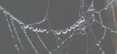 Pearls of light
pearls of dew on a spiders web.
Keywords: Natural art