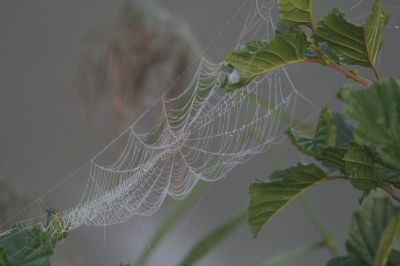 Spiders web
pearls of dew on a spiders web.
Keywords: Natural art