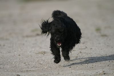 Bosco in flight
Keywords: Dogs