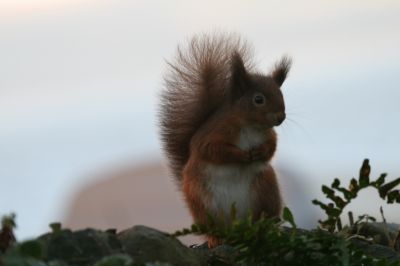 red squirrel
or
Eurasian red squirrel (Sciurus vulgaris) The red squirrel is protected in most of Europe
Keywords: Squirrel