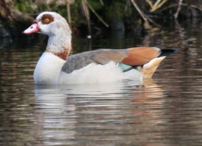 Egyptian Goose (Alopochen aegyptiacus) 
Egyptian Goose (Alopochen aegyptiacus) 
very common in Holland.
Keywords: Birds