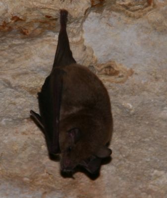 Green Grotto Bat
Fruit bat
Keywords: Bat.