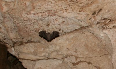 Green Grotto Bat
Fruit bat from the green 
grotto near Montego Bay (Runaway bay)
Keywords: Bat.