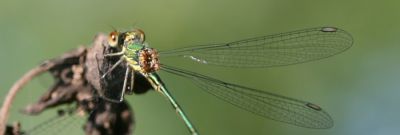 Female Emerald Spreadwing Damselfly
Female Emerald Spreadwing Damselfly
Keywords: Damselfly