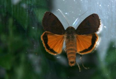 Red underwing
Red underwing moth, Catocala nupta
Keywords: Moth