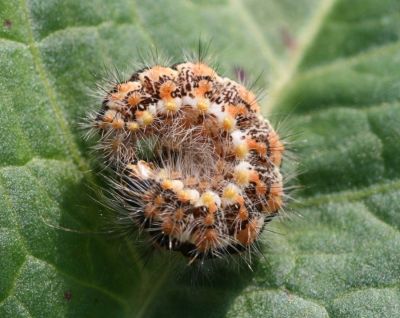 Yellow, Orange and black Caterpiller
Keywords: Caterpiller.