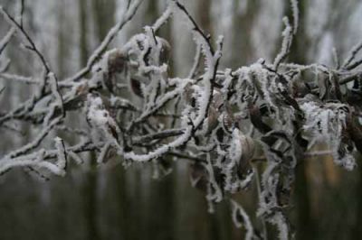 Frosty branches
Keywords: Tree